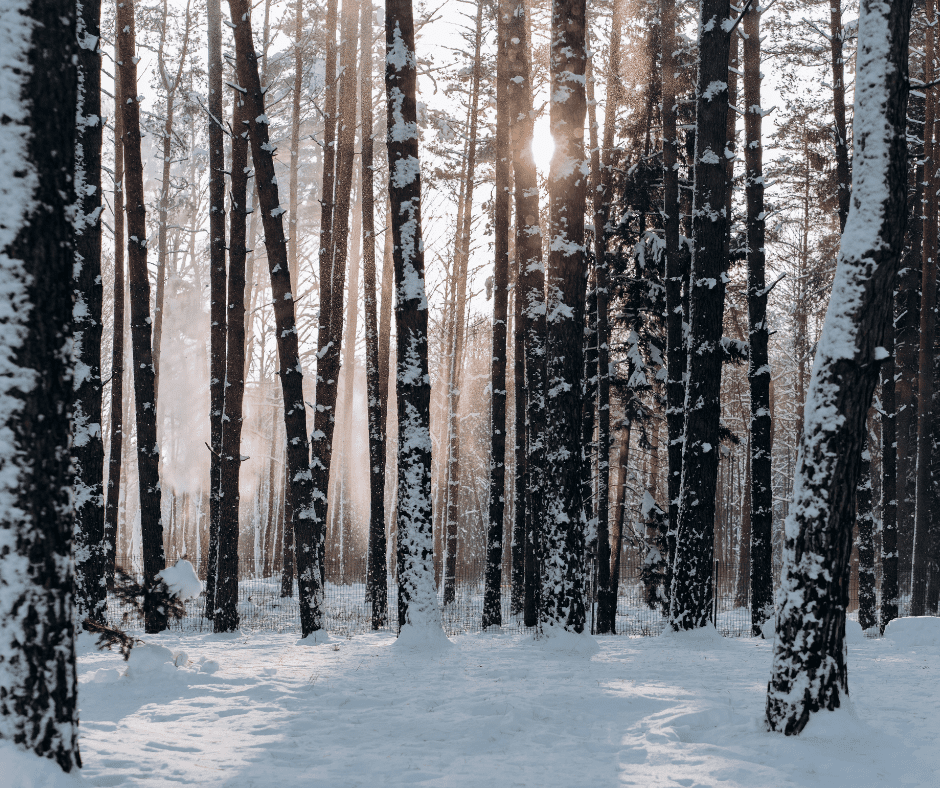 Beautiful winter scene of trees in snow.
