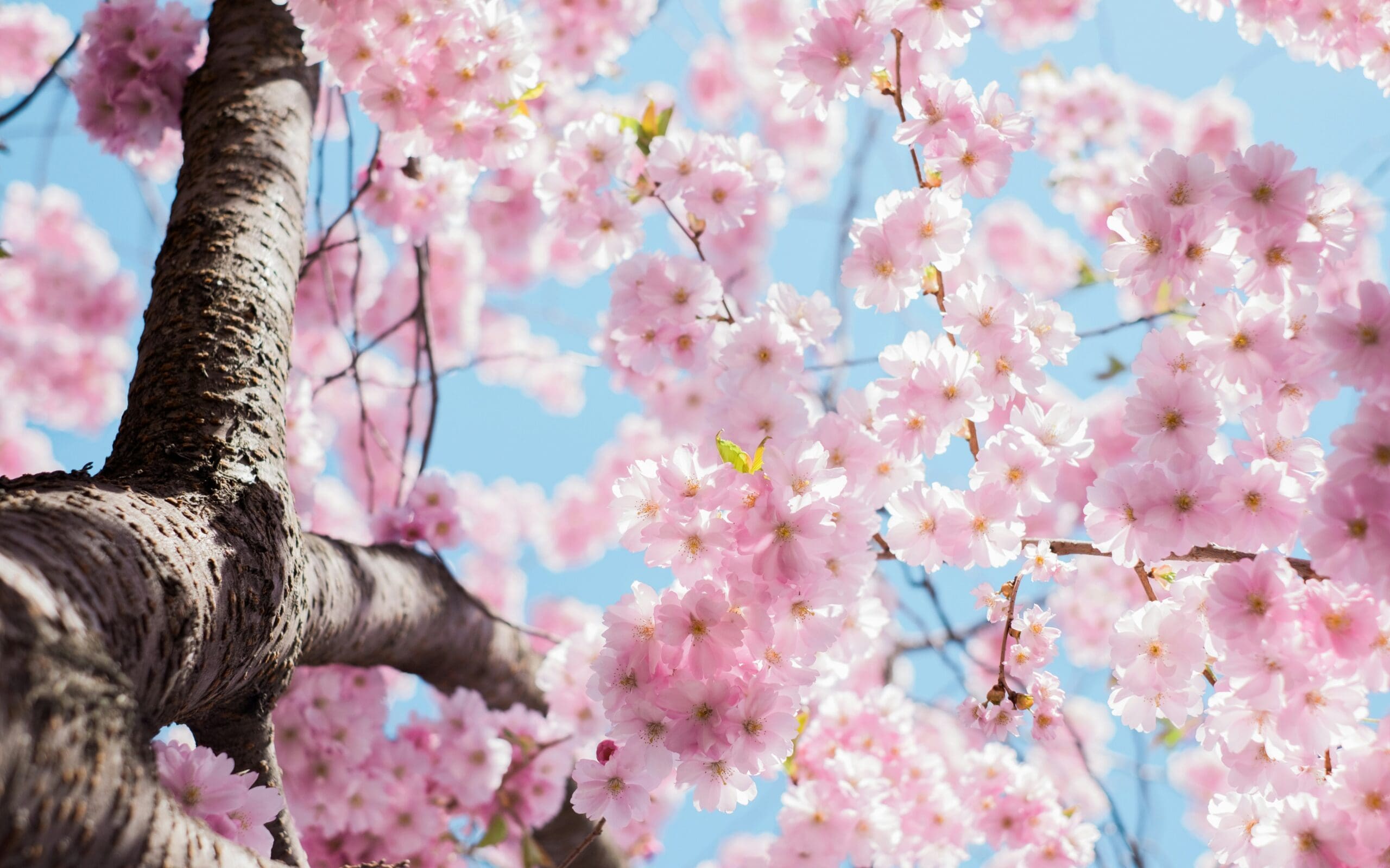 Spring blossom trees in full bloom.