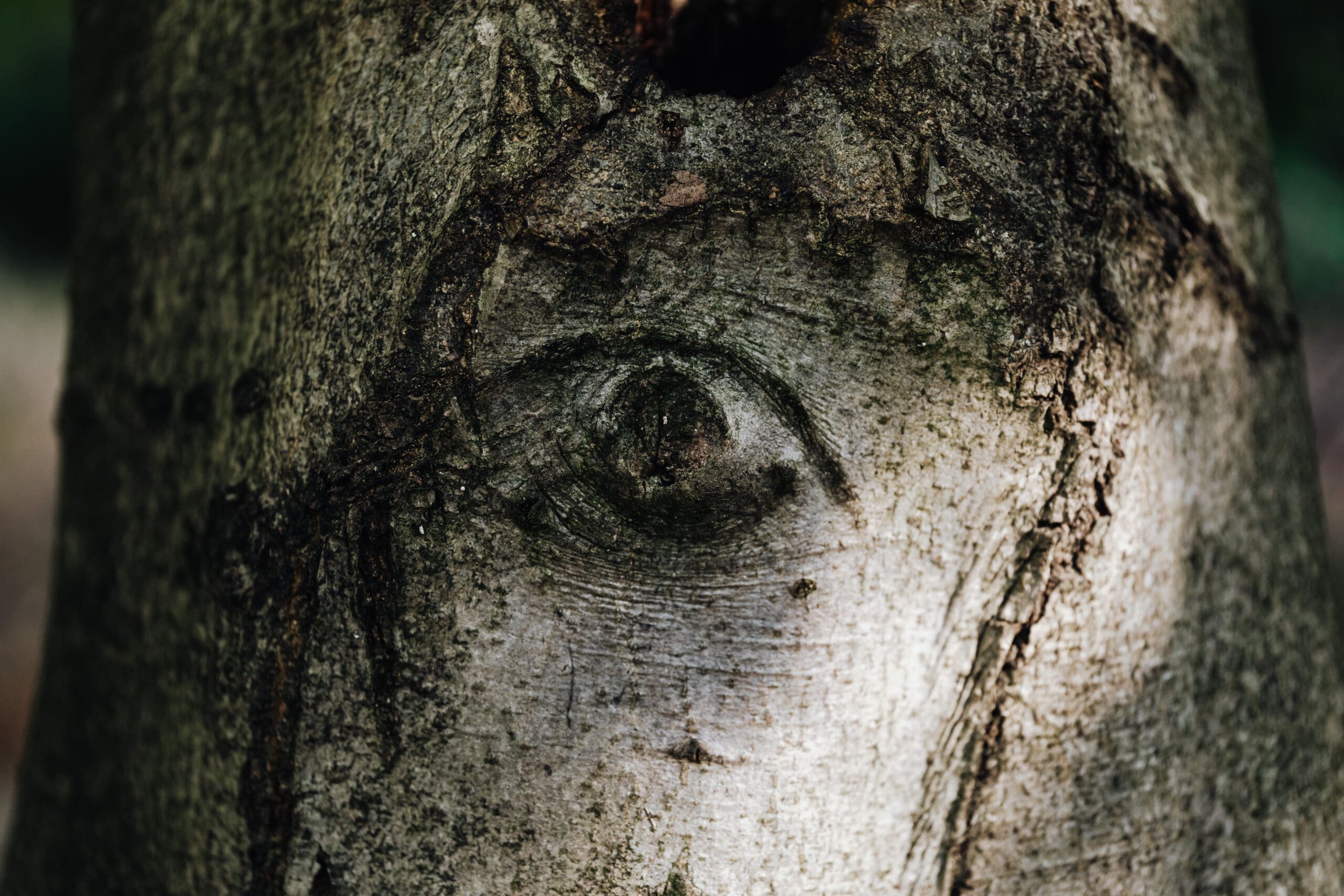 Trunk of a birch tree with natural lines that look like an eye.